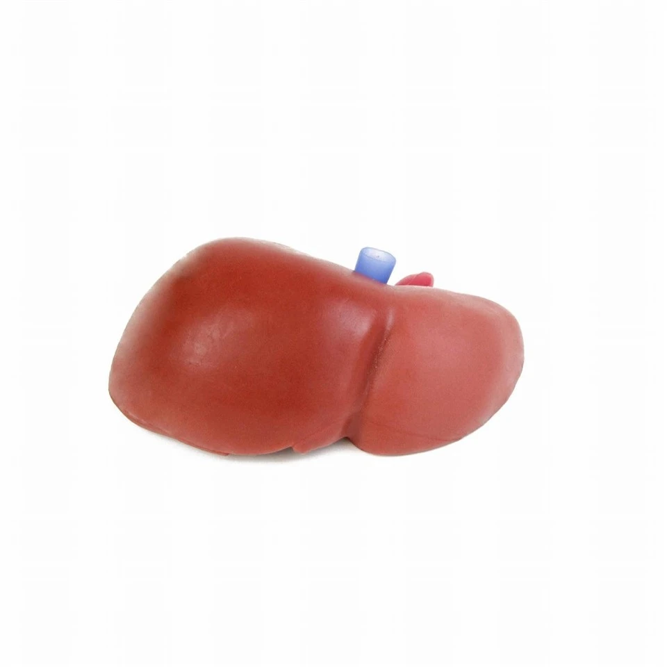 Liver Model best